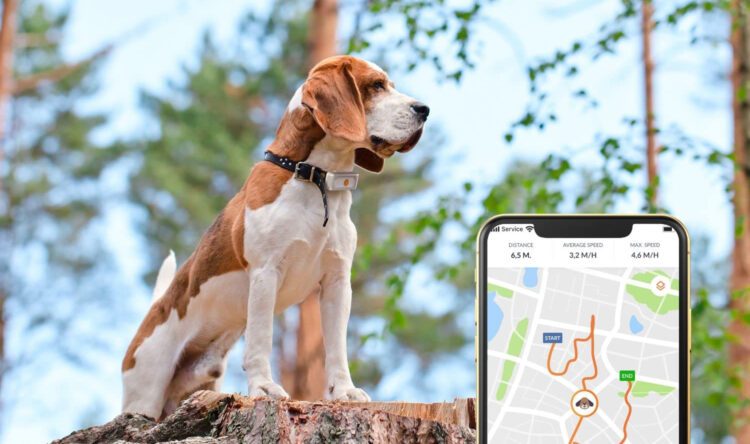 Collier GPS pour chien fugueur